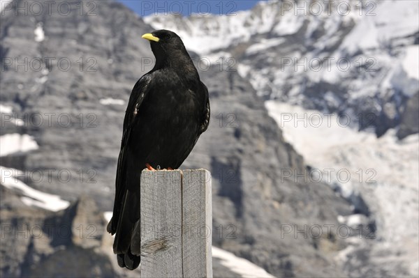 Alpine chough