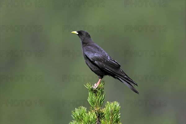 Alpine Chough