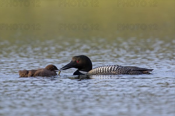 Common loon