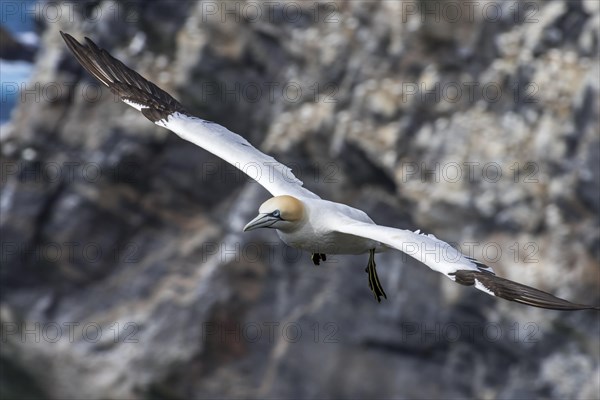 Northern gannet