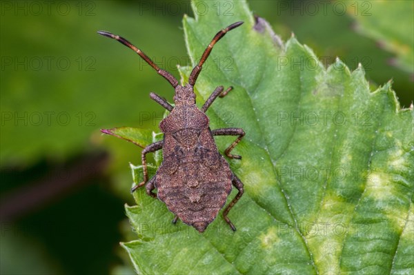 Dock bug