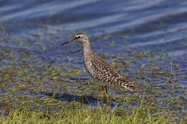 Wood Sandpiper