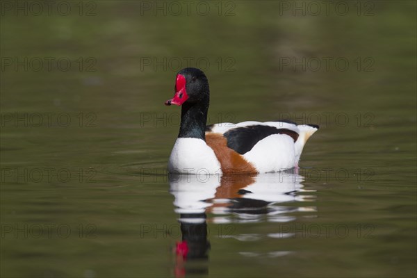 Common shelduck