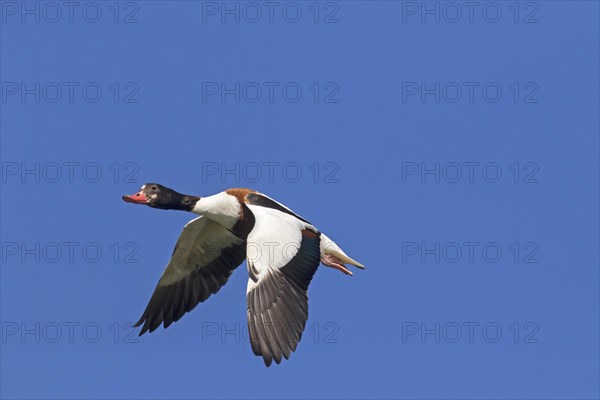 Common shelduck