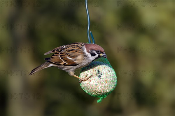 Eurasian tree sparrow