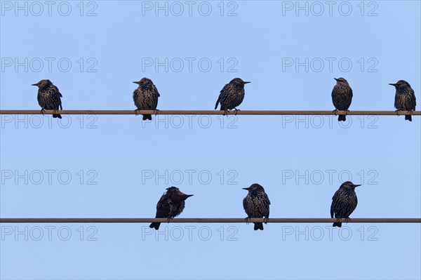 Common Starlings