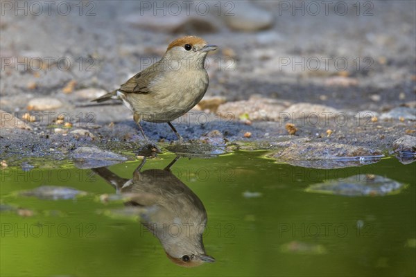 Eurasian blackcap