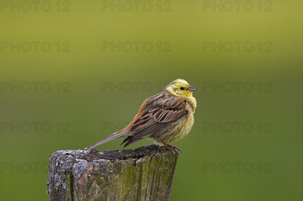 Yellowhammer