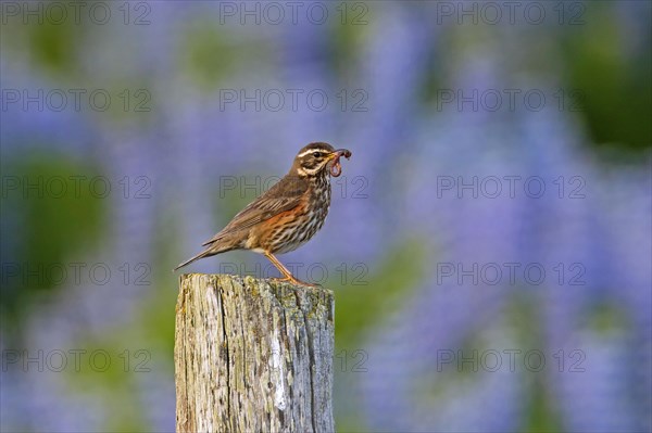 Redwing