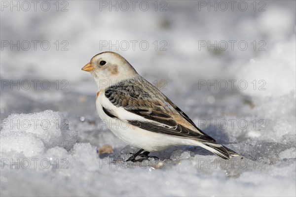 Snow bunting