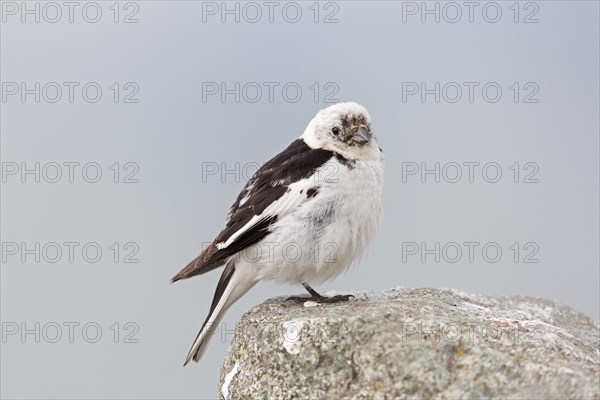 Snow bunting