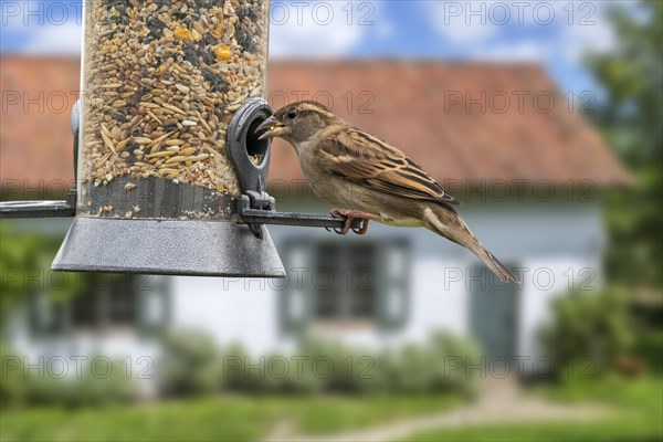 House sparrow