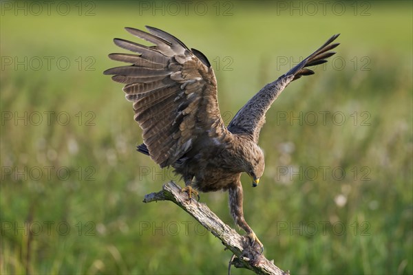 Lesser spotted eagle