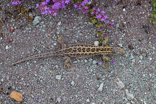 Sand lizard