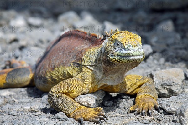 Galapagos land iguana