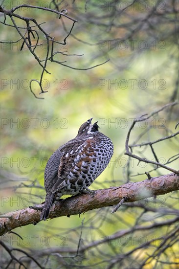 Hazel grouse