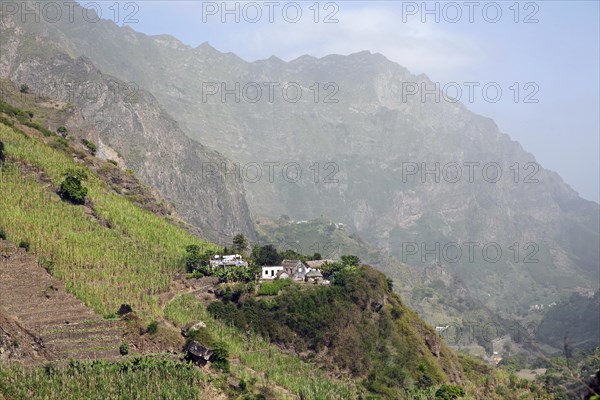 Terraced field with sugar cane plants growing on mountain slope in the Ribeira Grande Valley on the island Santo Antao