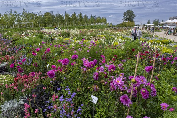 Visitors at a field of dahlias