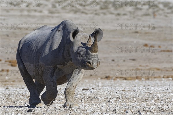 Black rhinoceros