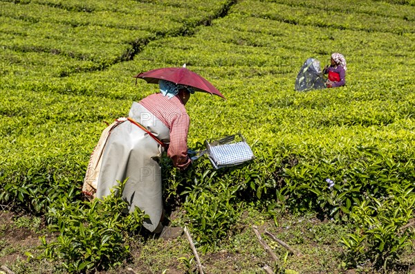 Tea pickers