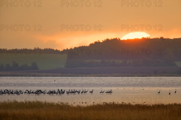 Flock of common cranes