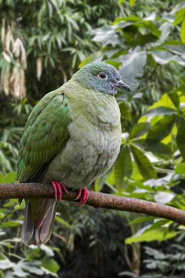 Black-naped fruit dove