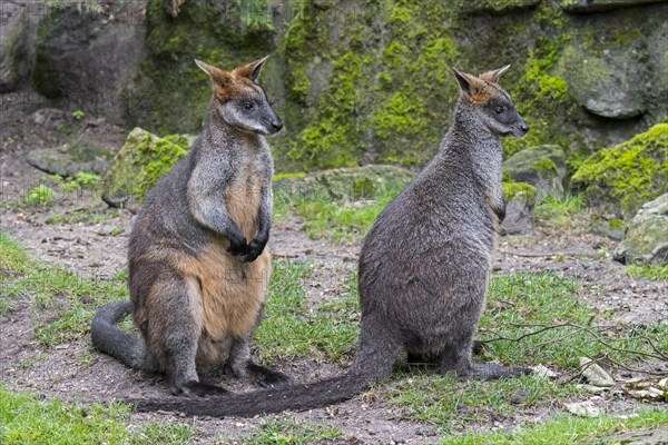 Two swamp wallabies