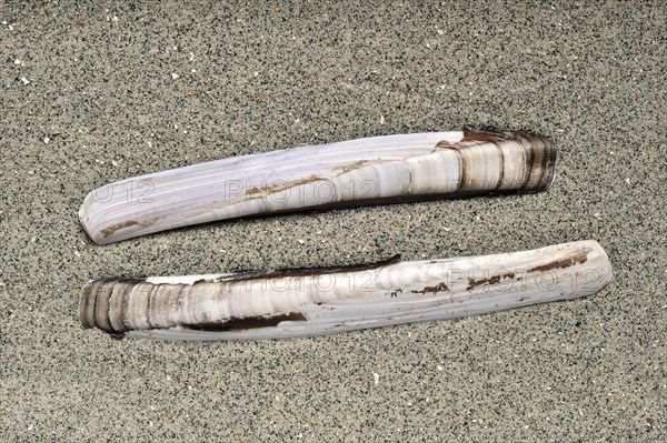 Razor shell