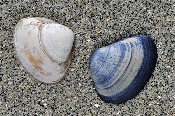 Cut trough shells