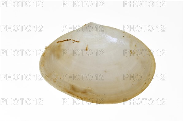 White furrow shell