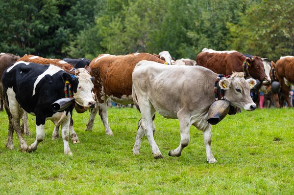 Alpine cattle with cowbells