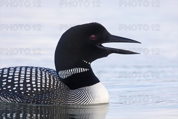 Common loon