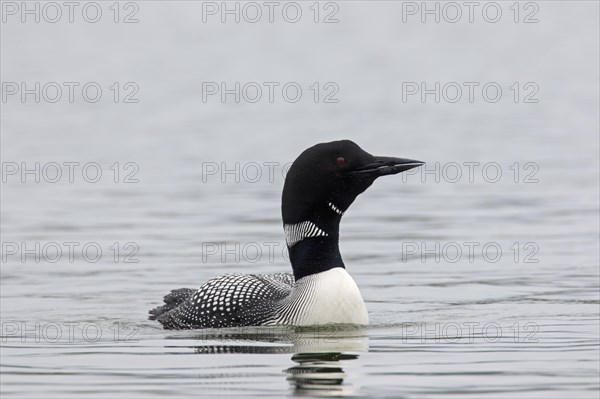 Common loon