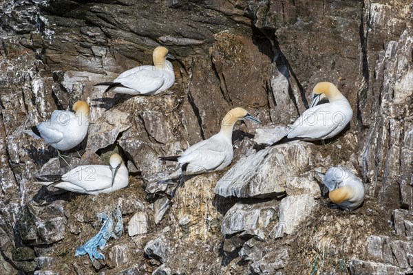 Northern gannets