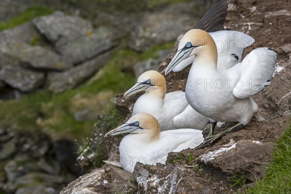 Northern gannets