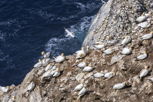 Northern gannets