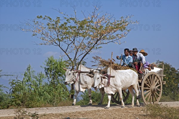 Wooden cart pulled by two zebus