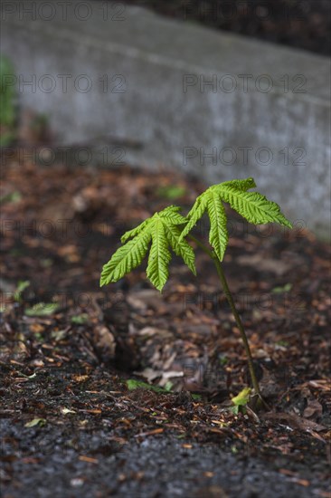 Sweet chestnut