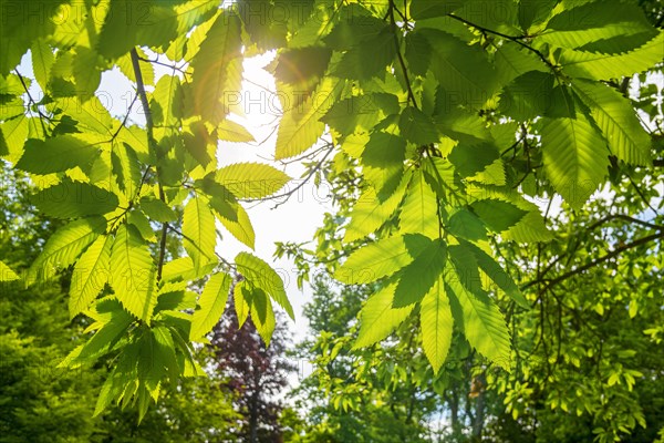 Sweet chestnut