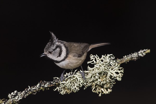 European crested tit