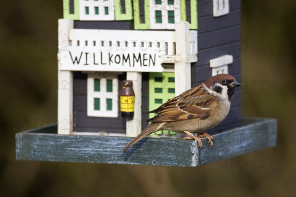 Eurasian tree sparrow