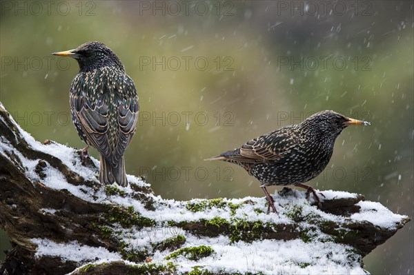 Two Common Starlings