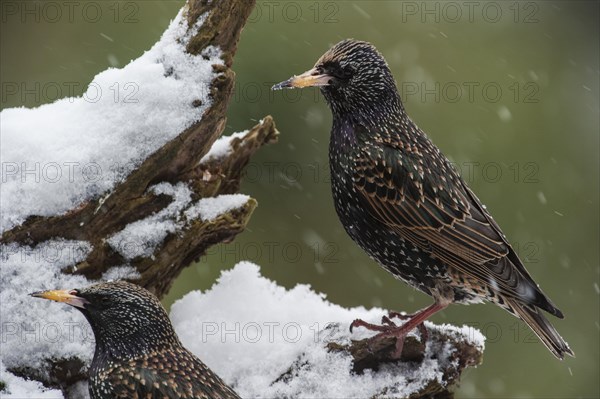 Two Common Starlings