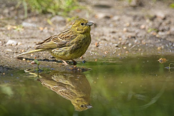 Yellowhammer