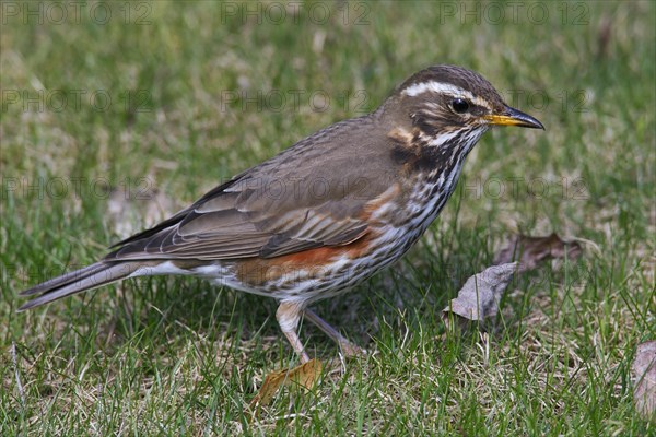 Redwing