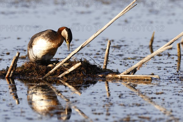 Red-necked grebe