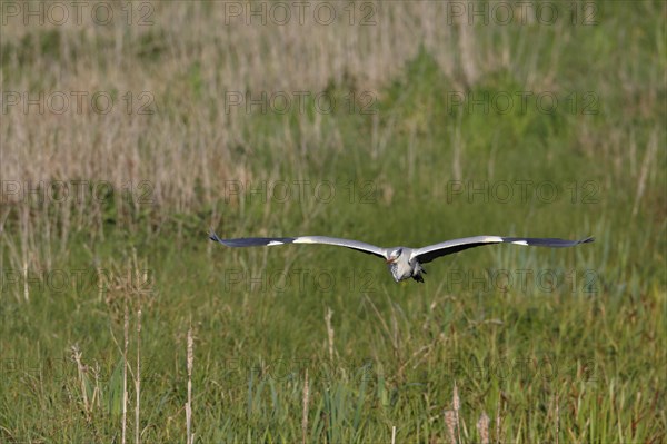 Grey heron