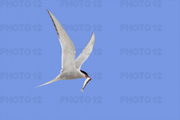 Arctic tern