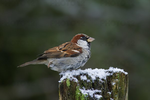 House sparrow