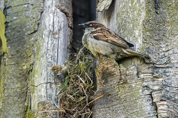 House sparrow